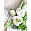 Csodálatos fehér gumi tulipán csokor- 7 szál- Nyilt fejekkel és bimbókkal