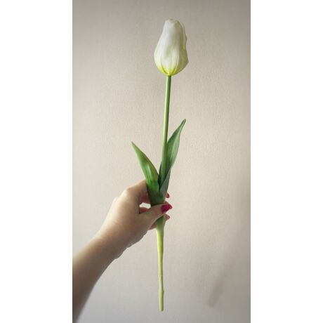 Csodálatos  fehér gumi tulipán- 1 szál